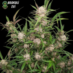 Auto Mimosa Orange Punch Feminised