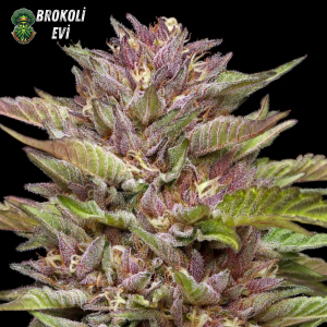Auto Pineapple Muffın Feminised