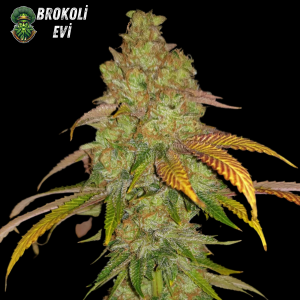 CBD Kush Feminised