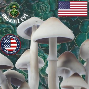Albino A+ Sihirli Mantar Sporu 🇺🇸