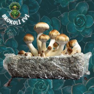 Golden Teacher Sihirli Mantar Sporu