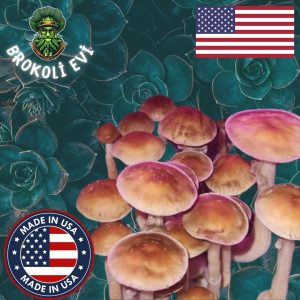 PF Kırmızı Sihirli Mantar Sporu (Psilocybe cubensis)