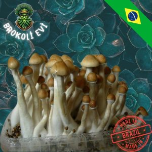 Brezilya Sihirli Mantar Sporları 🇧🇷