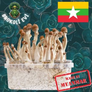 Burma Sihirli Mantar Sporları 🇲🇲