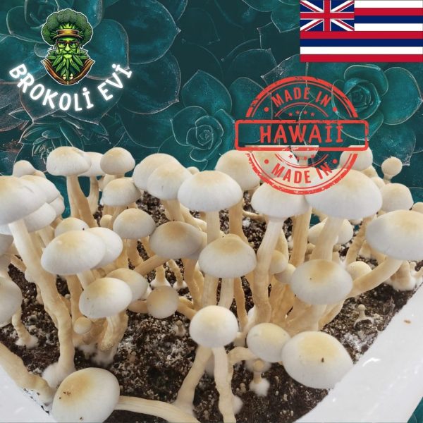 Hawaii Sihirli Mantar Sporları (Psilocybe cubensis)