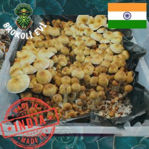 Orissa Sihirli Mantar Sporu (Psilocybe cubensis)