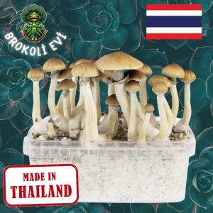Thai Sihirli Mantar Sporu (Psilocybe cubensis)
