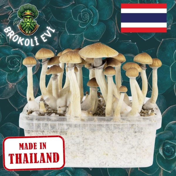 Thai Sihirli Mantar Sporu (Psilocybe cubensis)