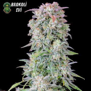 Auto Afghan Kush Feminised