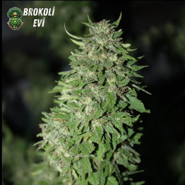 Auto Ak-47 Feminised