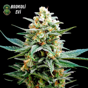 Auto Ak-49 Feminised