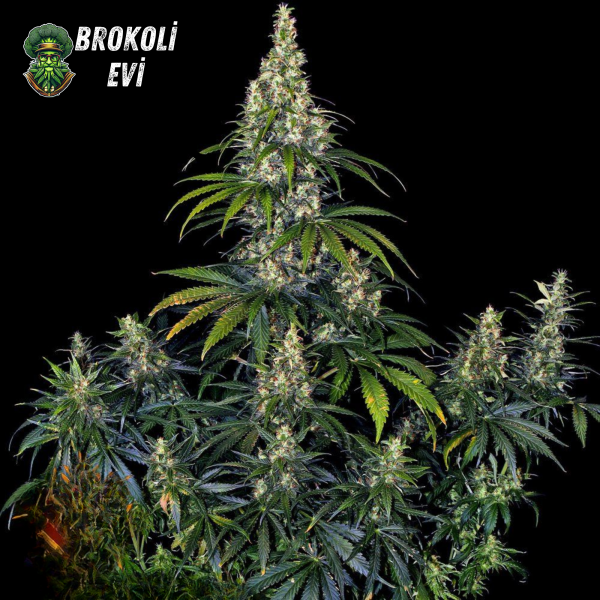 Auto Amnesia Haze Feminised