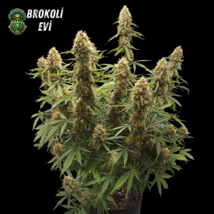 Auto Amnesia Lemon Feminised