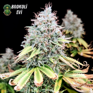 Auto Apple Cookies OG Feminised