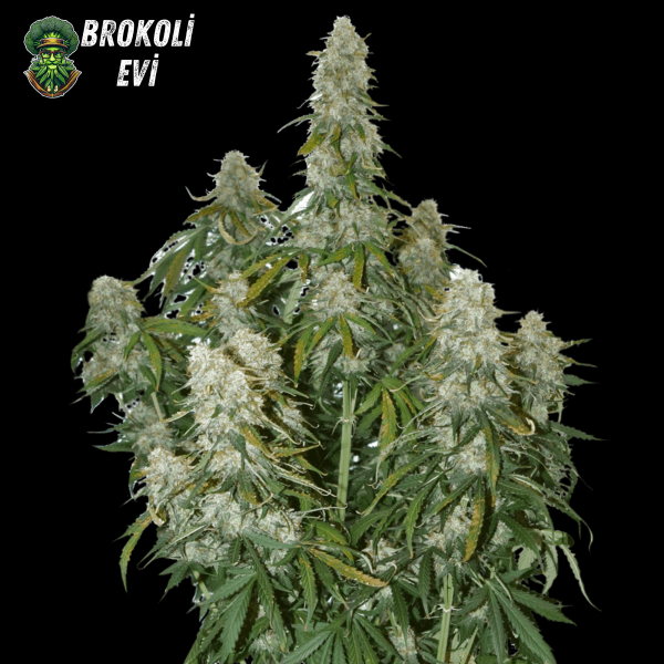 Auto Big Bud Feminised