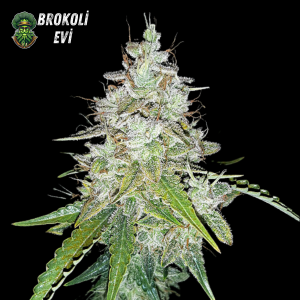 Auto Big Devil Feminised