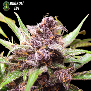 Auto Blackberry Feminised