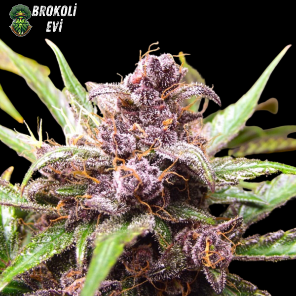 Auto Blackberry Feminised