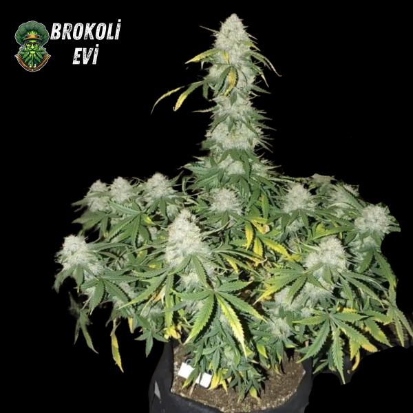 Auto Boss Hogg Feminised