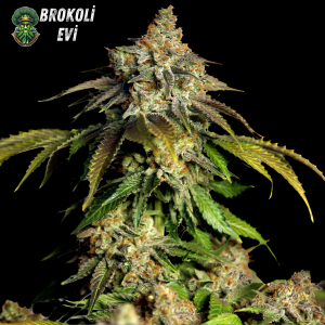 Auto Bruce Banner Feminised