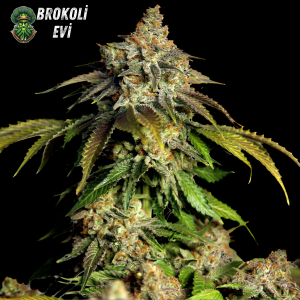 Auto Bruce Banner Feminised