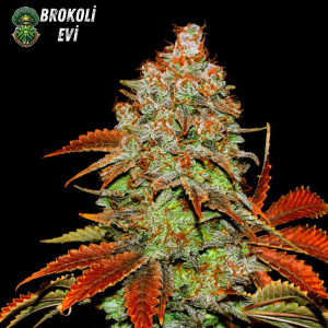 Auto Bubble Gum Feminised