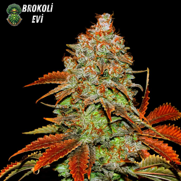 Auto Bubble Gum Feminised