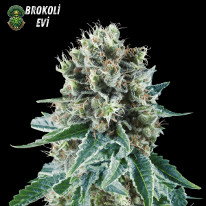 Auto Bubble Kush Feminised