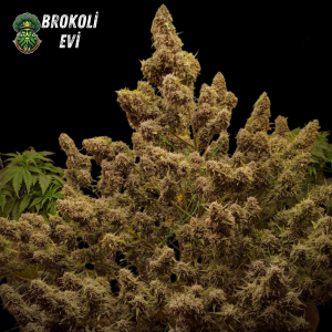 Auto Cinderella Jack Feminised