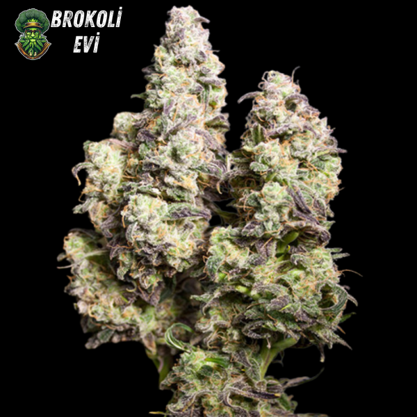 Auto Colorado Cookies Feminised Auto Colorado Cookies Feminised