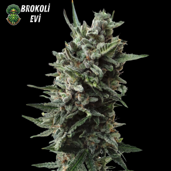 Auto Critical Feminised