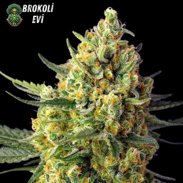 Auto Crystal Candy XL Feminised