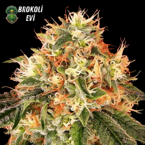 Auto DeadHead Feminised