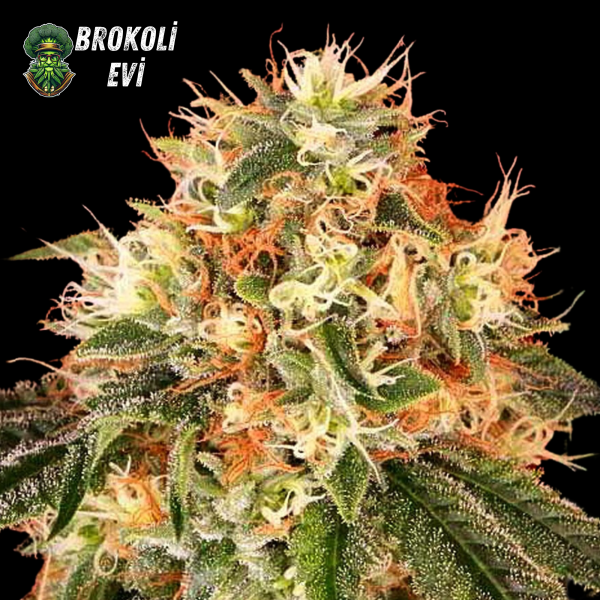 Auto DeadHead Feminised