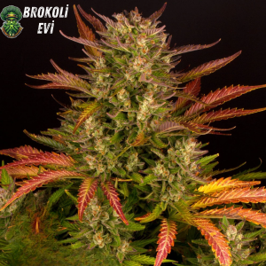 Auto Do Si Dos Feminised