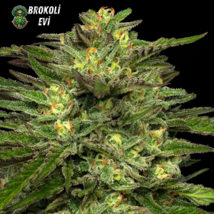 Auto Dream Queen Feminised