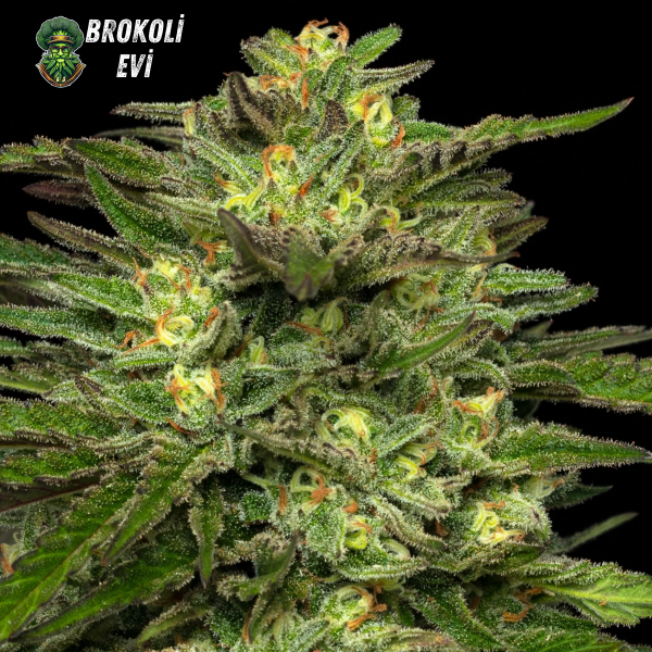 Auto Dream Queen Feminised