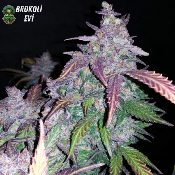 Auto Fastberry Feminised