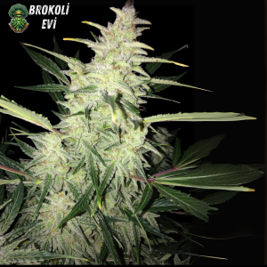 Auto Frosty Haze Feminised