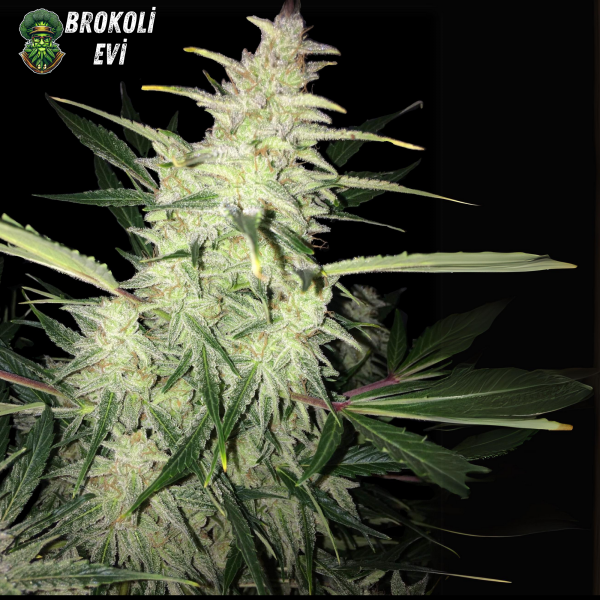 Auto Frosty Haze Feminised Auto Frosty Haze Feminised