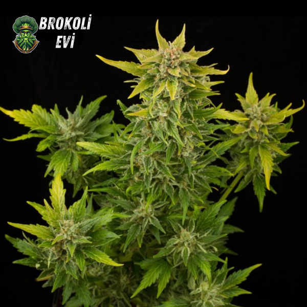 Auto Fruit Feminised