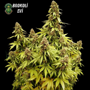 Auto Gagarin Feminised