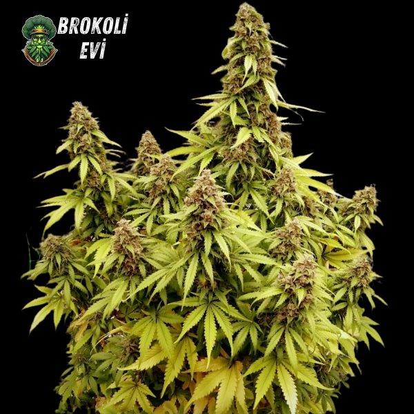 Auto Gagarin Feminised