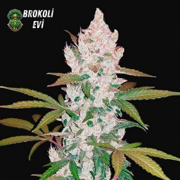Auto Girl Scout Cookies Feminised