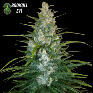 Auto Gorilla Glue Feminised