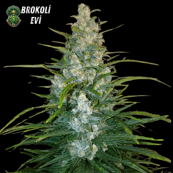 Auto Gorilla Glue Feminised