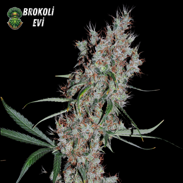 Auto Kali Mist Feminised