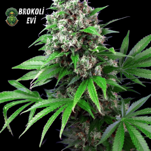 Auto Killer Kush Feminised