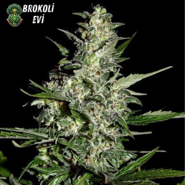 Auto Lemon Haze Feminised