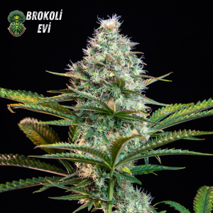 Auto Lemon Pineapple Feminised